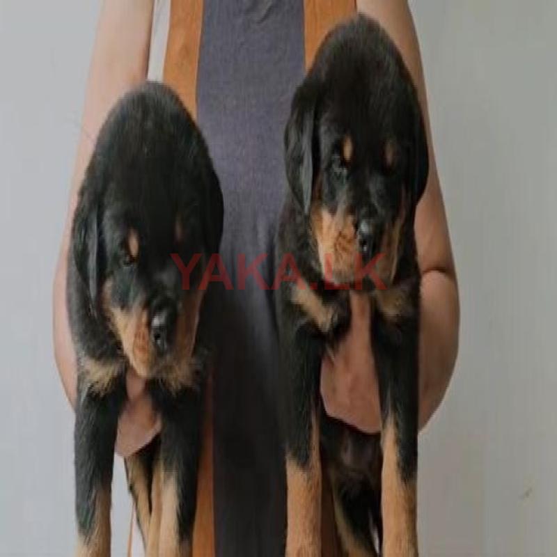 Rottweiler Puppy