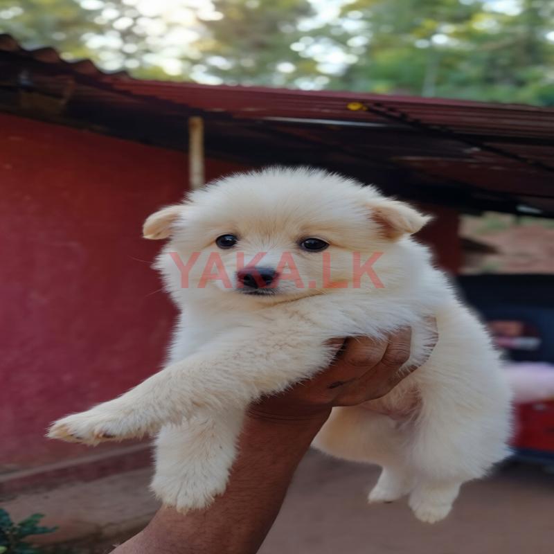 Lion Pomeranian Puppies