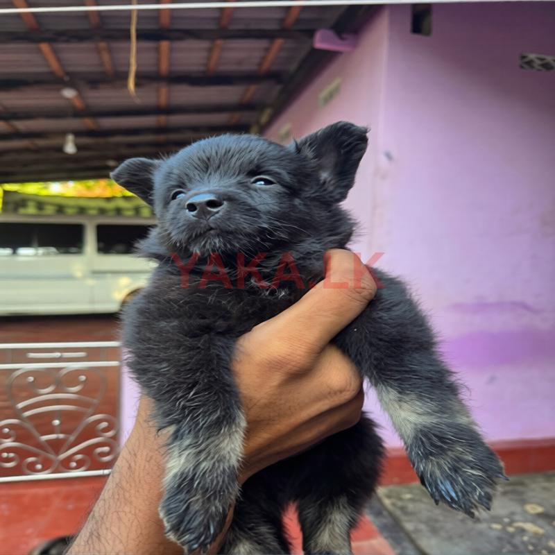 Pomeranian Puppy