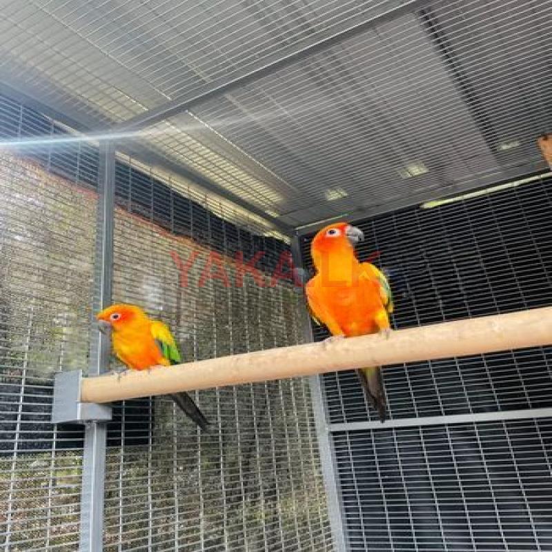 Sunconure Breeding Pair
