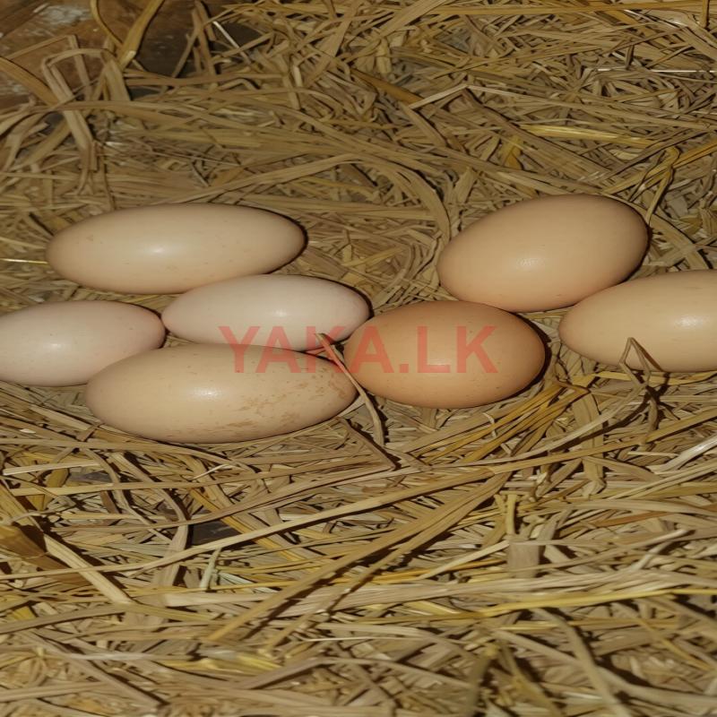 ගම් බිත්තර