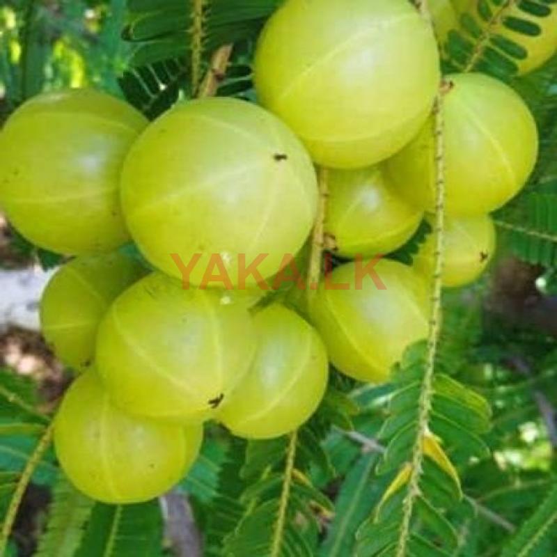 இந்தியன் பெரிய நெல்லி