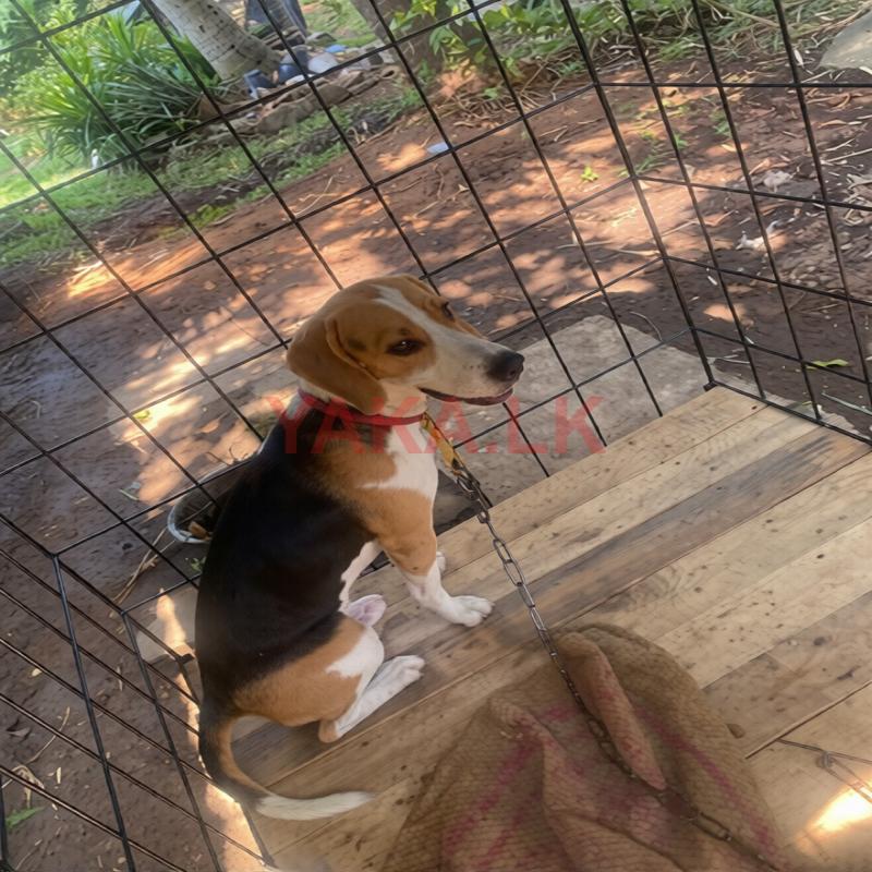 Beagle Male Dog for Crossing