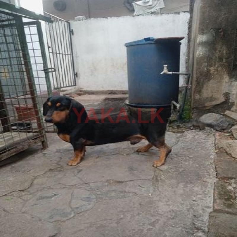 Dachsund Dog for Crossing