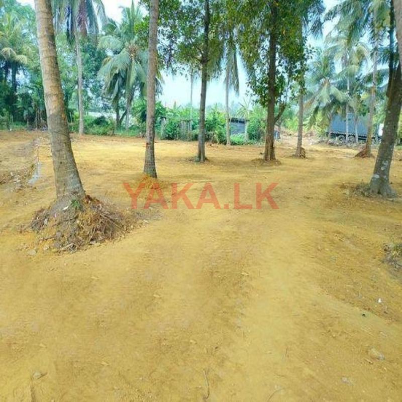 වත්තල ඉඩමක්