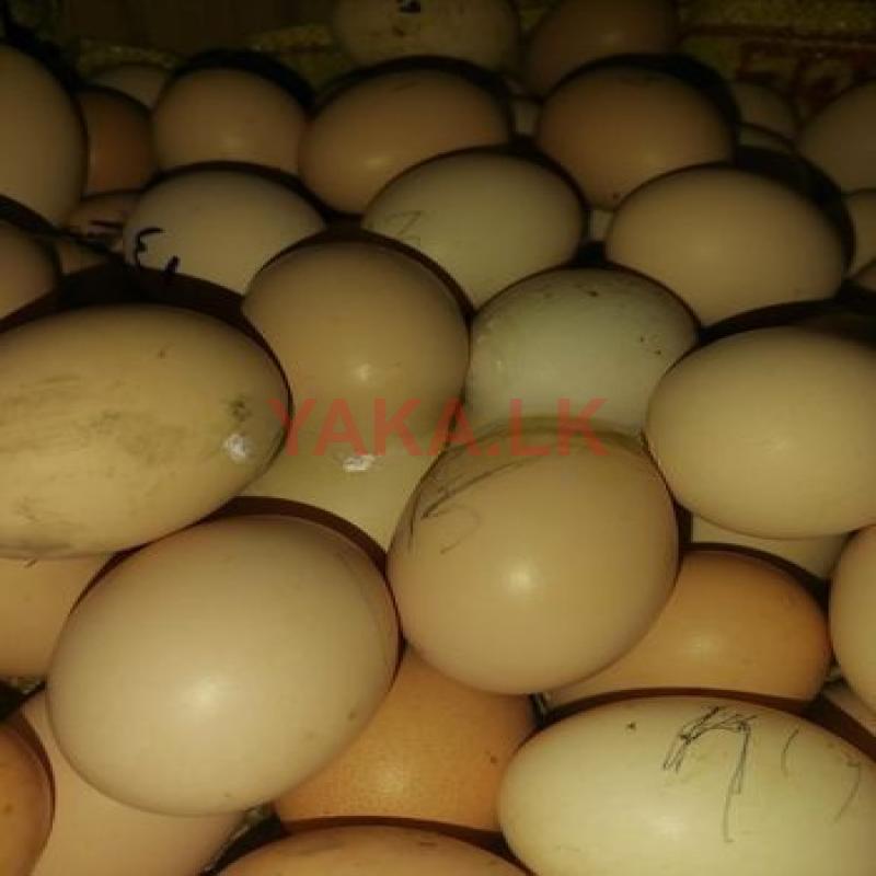 ஊர் முட்டை