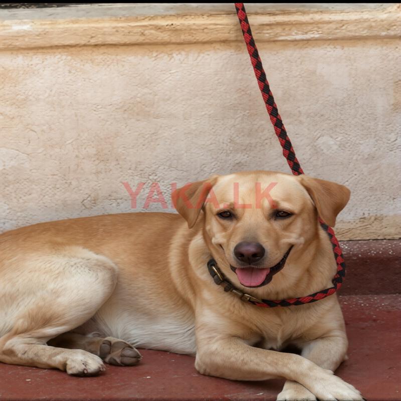Labrador Male for Crossing