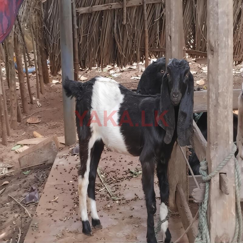 ஜமுனாப்பாரி குட்டி