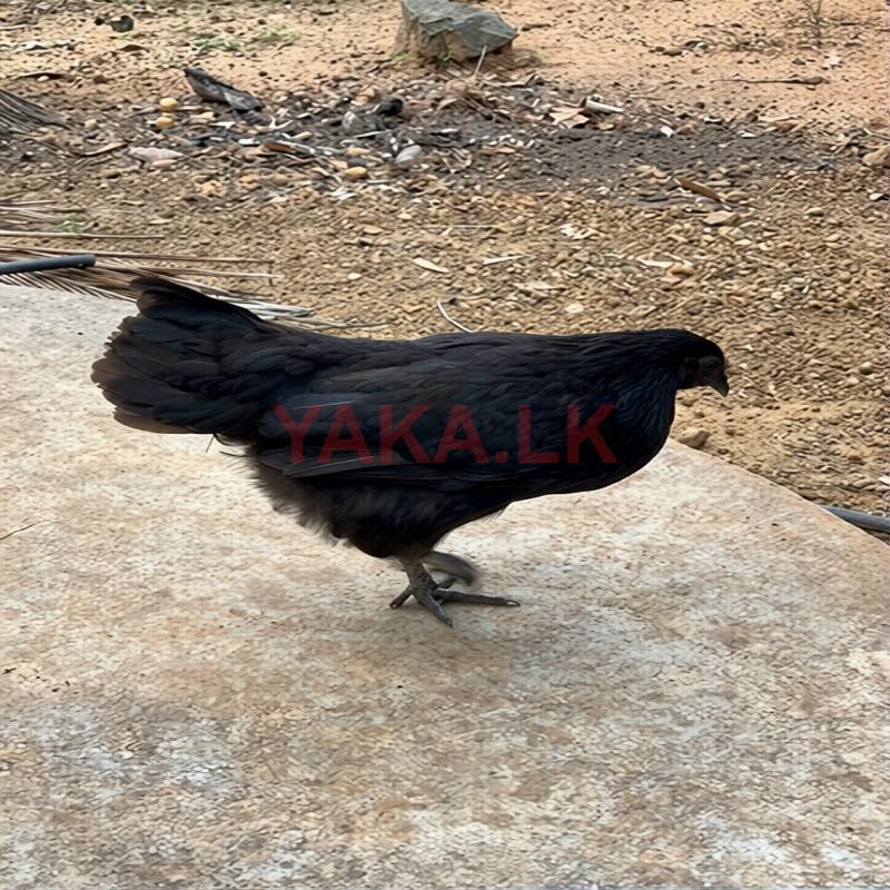 கருங்கோழி பேடுகள்