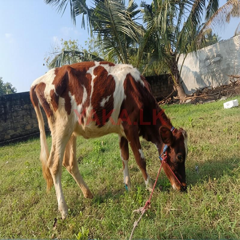 நல்ல இன் பசு