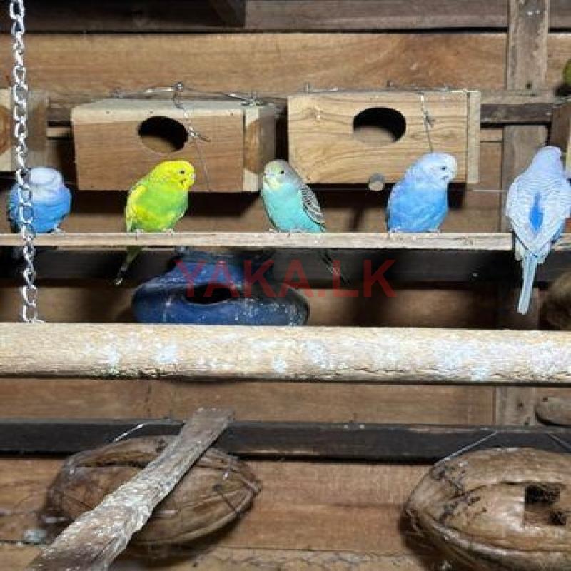 Love Bird Budgies