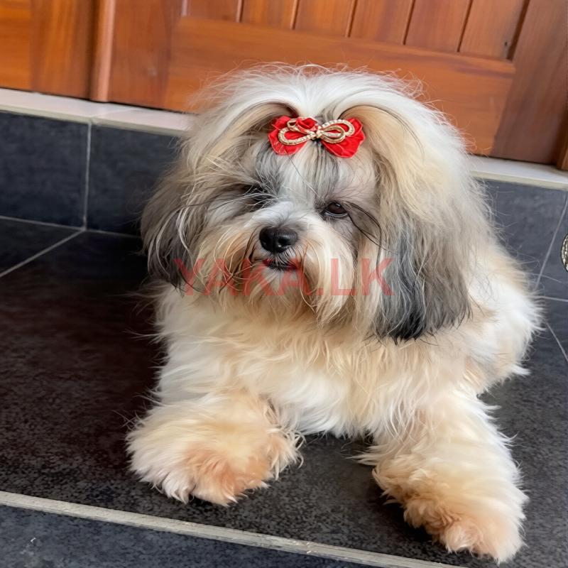 Shitzu Male Dog for Crossing