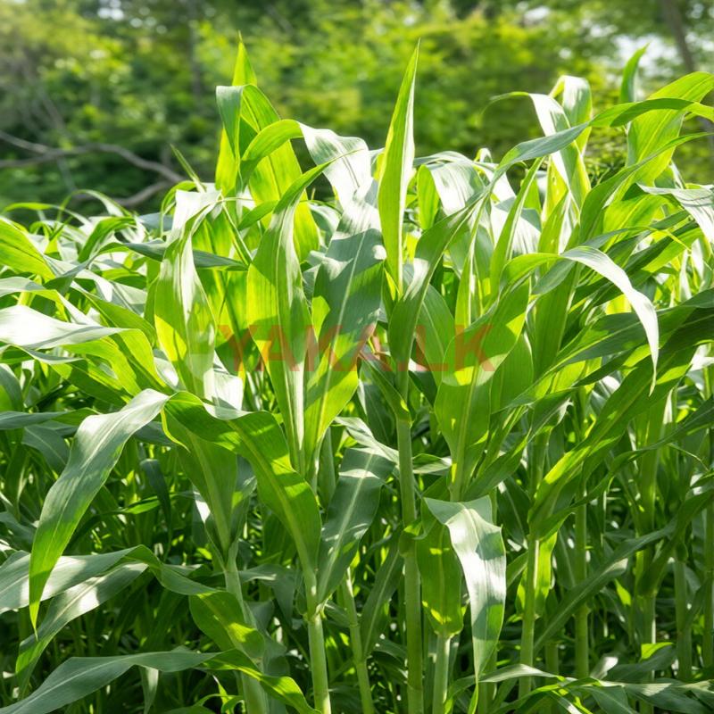 ஆடு மாடுகளுக்கான வளர்ப்புபுல்விதை