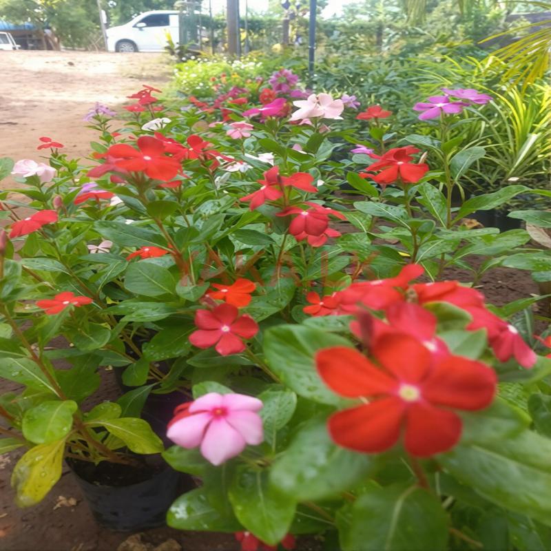 பட்டிப்பூ