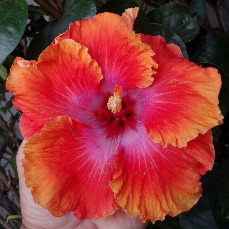 Hibiscus Plant