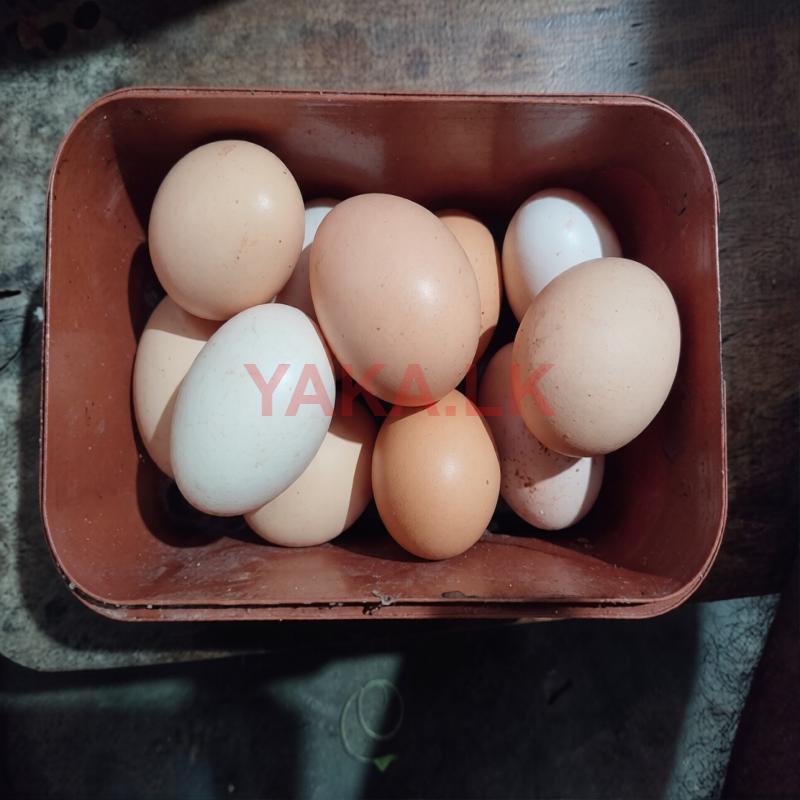 ஊர் கோழி முட்டை