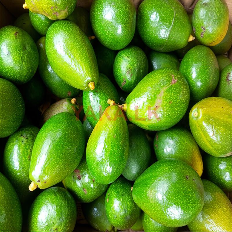 අලිගැටපේර