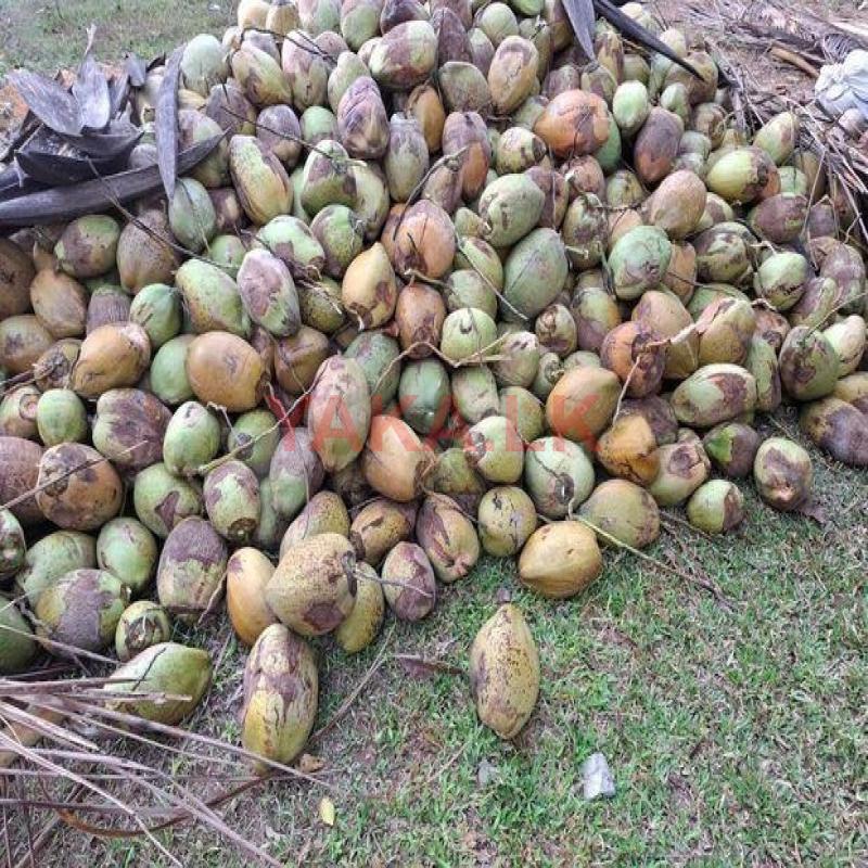 මාලු පොල් - Coconut