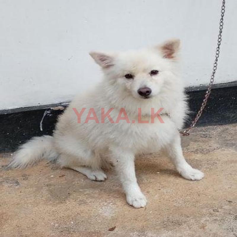 Pomeranian Male for Crossing