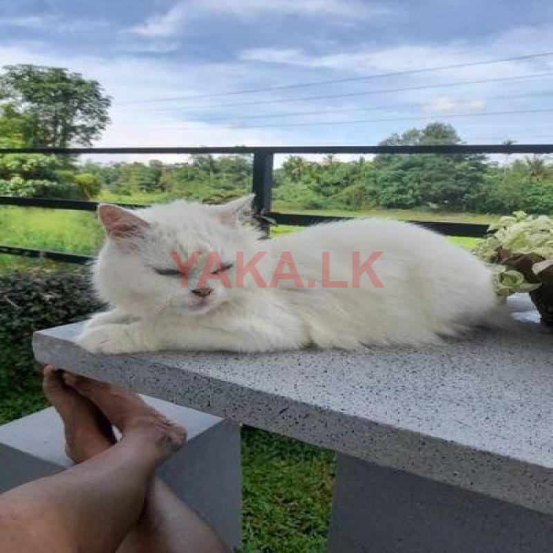 Persian Male Cat for Crossing