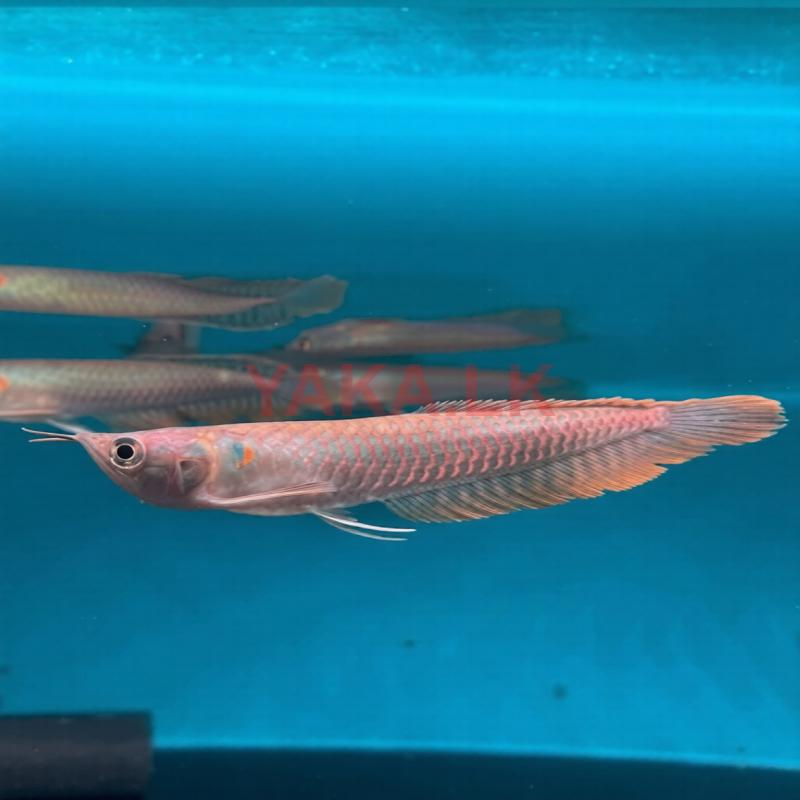 Pearl Arowana Fish