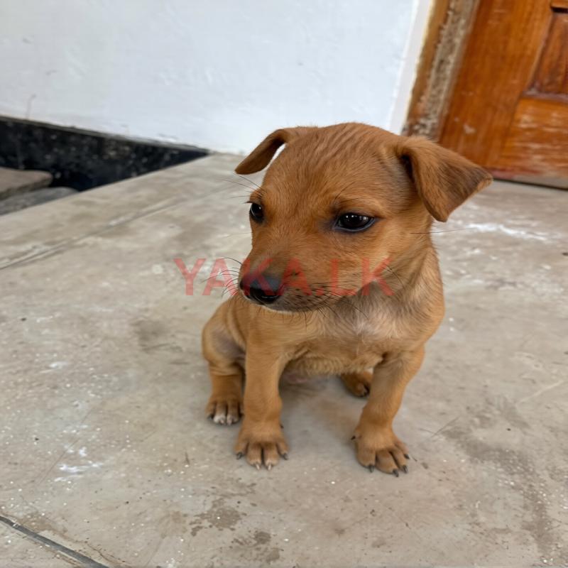 Puppies for Kind Home