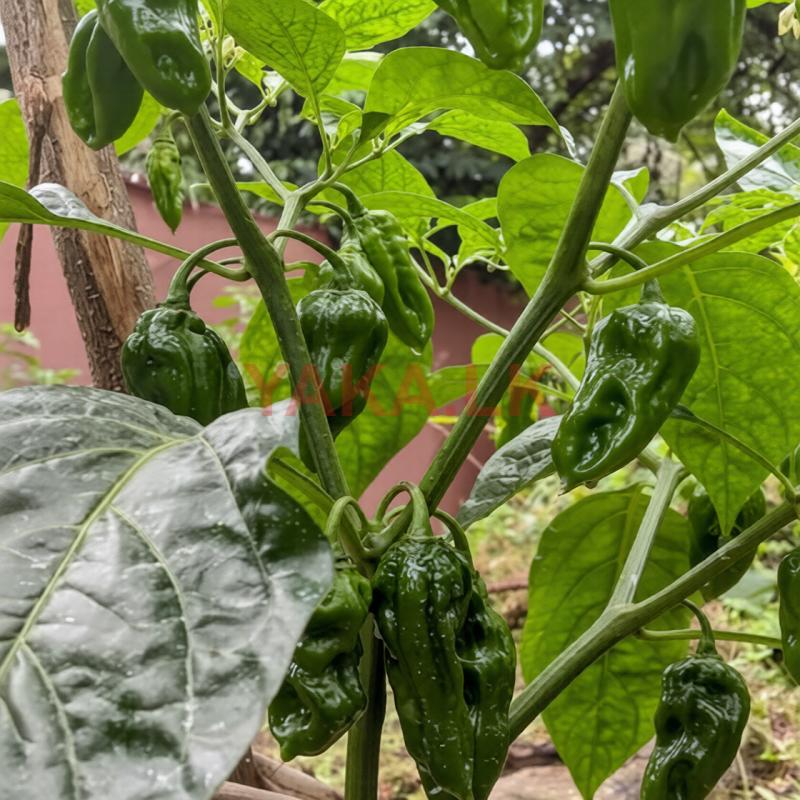 නයිමිරිස් පැල