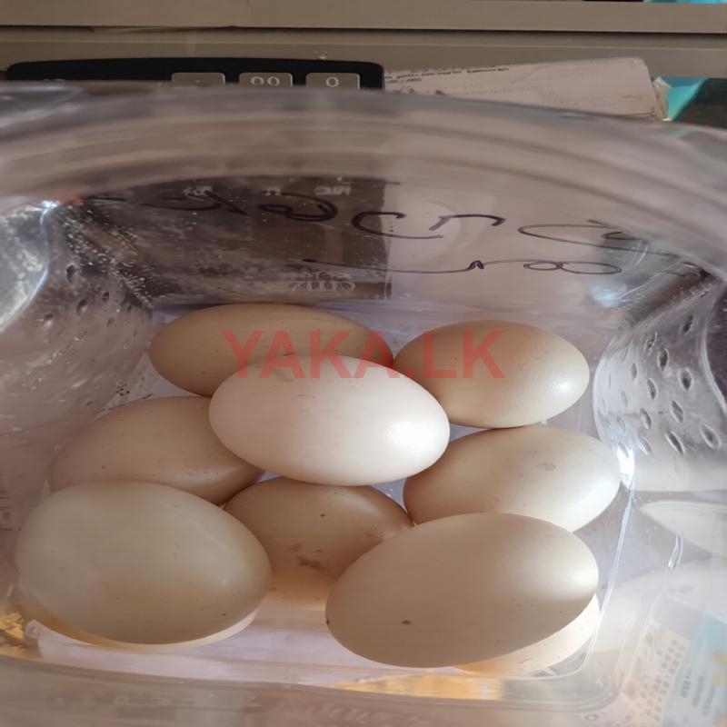 Duck Eggs