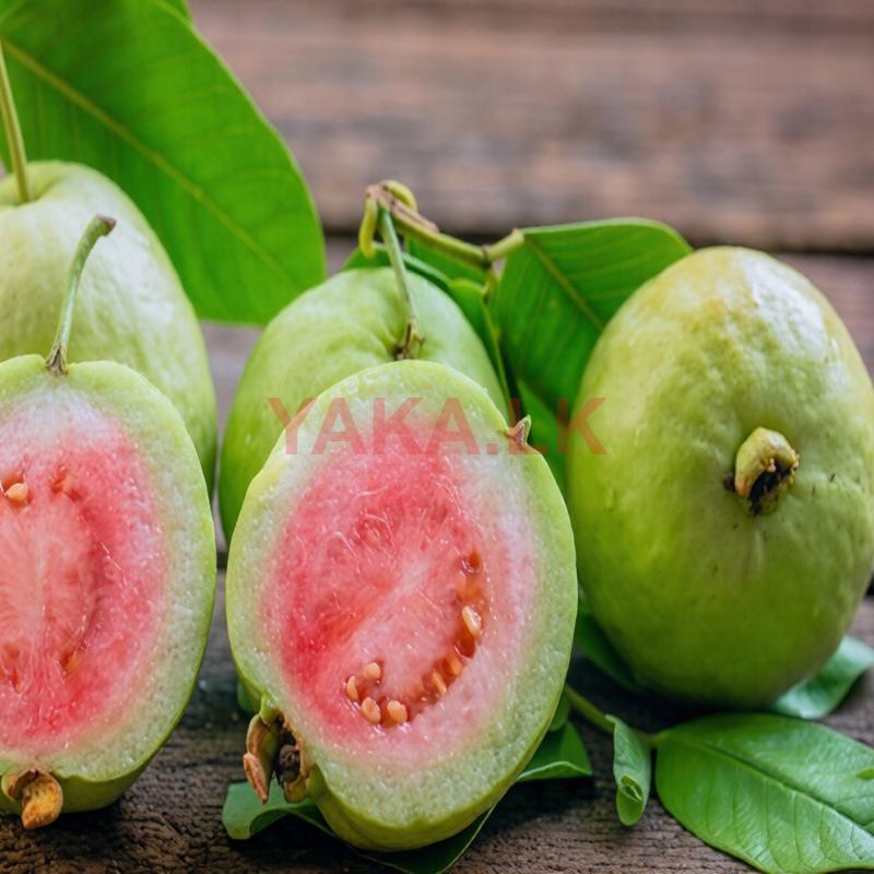 கொய்யா Red Diamond