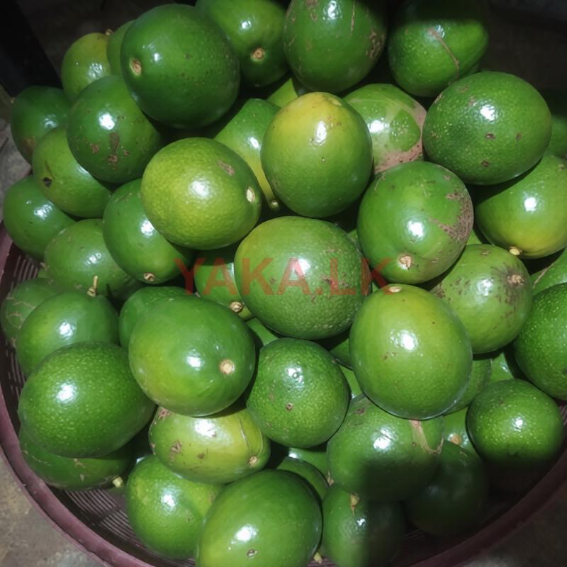 Avocado - අලිපේර