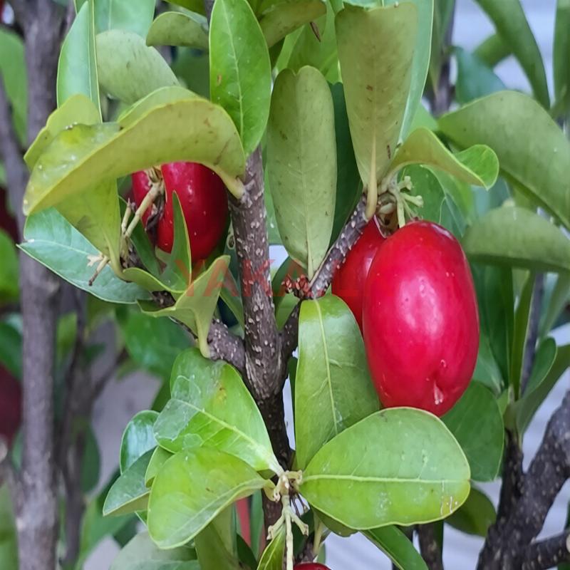 செரி - Cherry