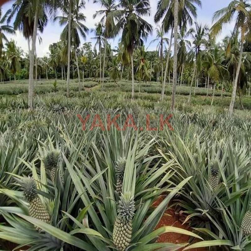 අන්නාසි පැළ