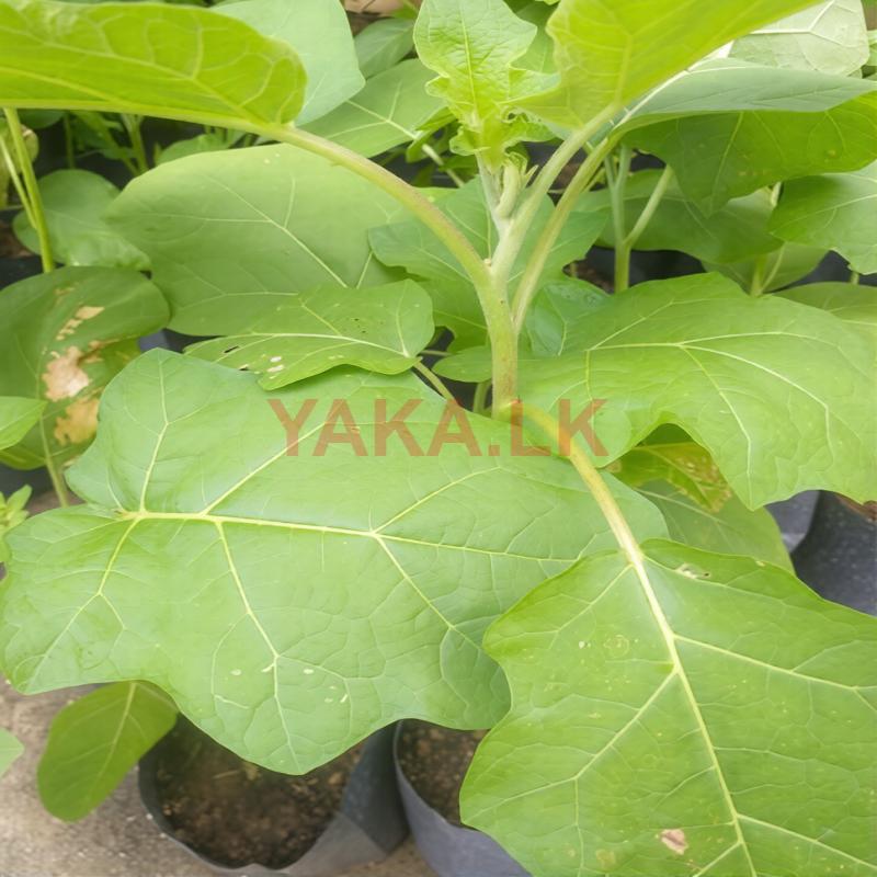 තිත් බටු පැල