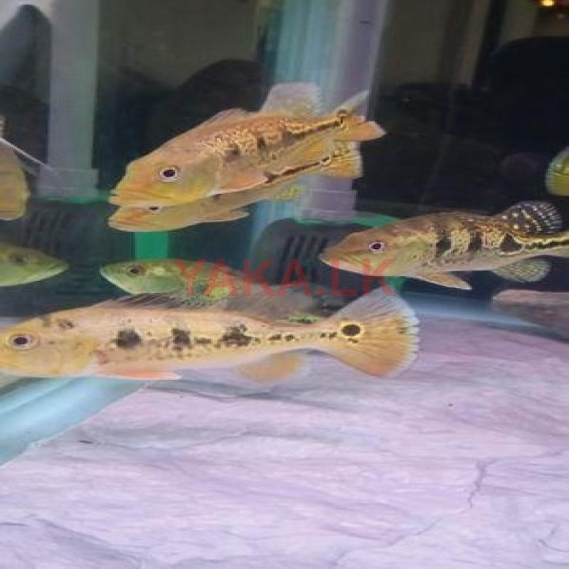 Spider Kelberi Peacock Bass