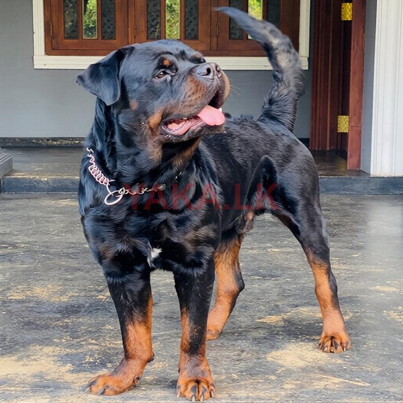 Rottweiler Male Dog For (Crossing /Stud)