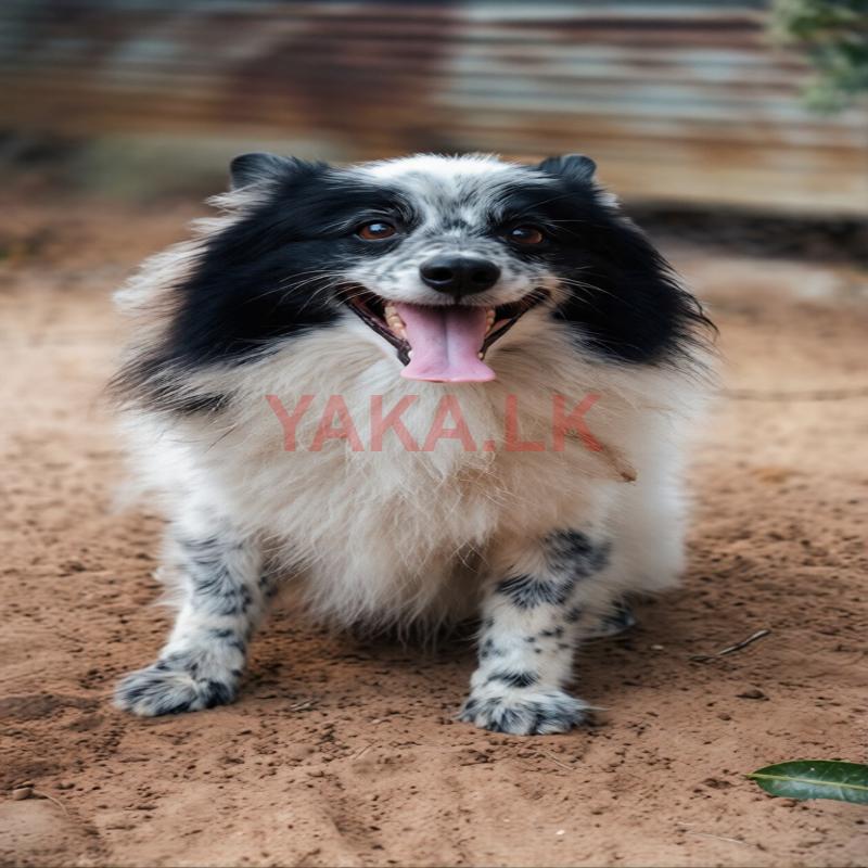 Pomeranian male for crossing