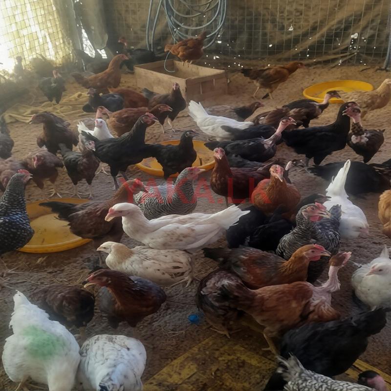 කිකිළියන්