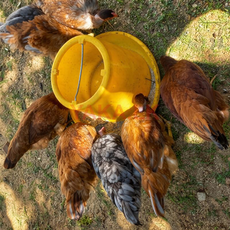 ගම් කිකිලියන්