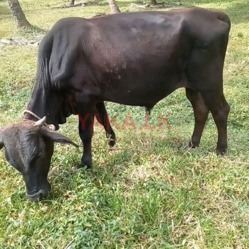 වස්සො නාම්බන්