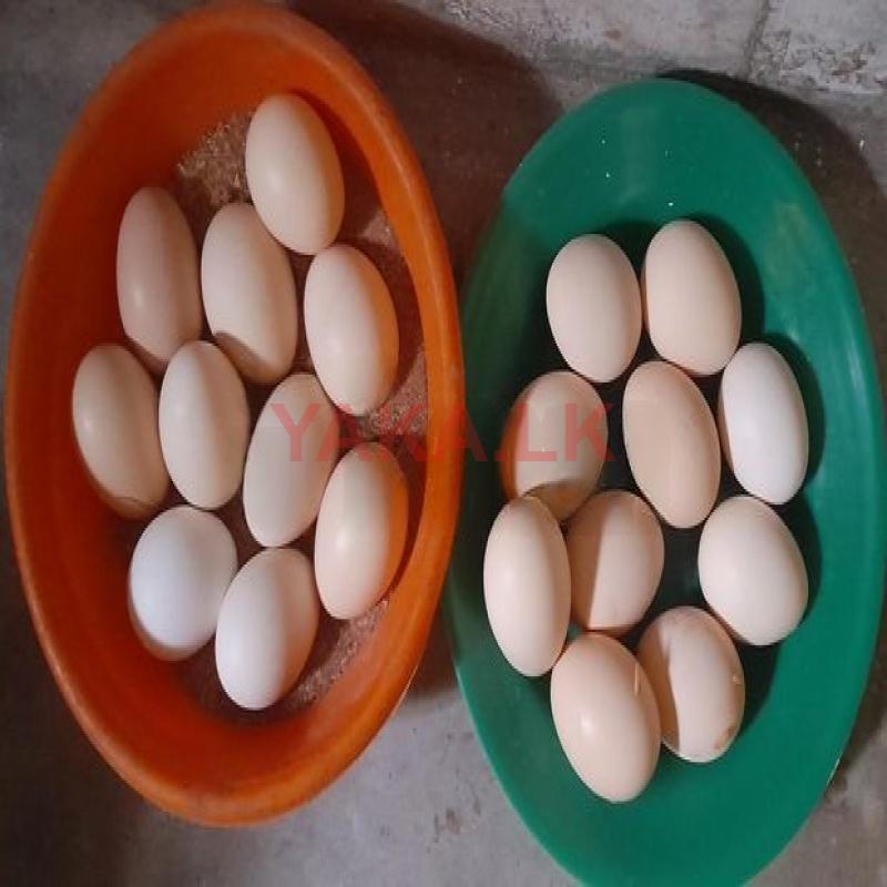 நாட்டுக்கோழி முட்டை