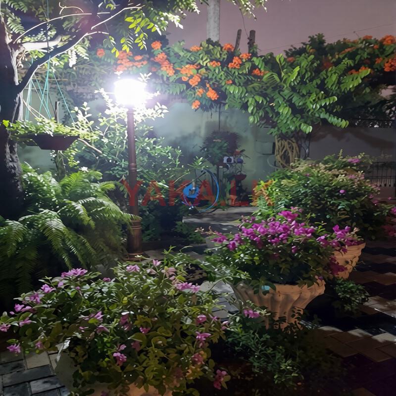 Bougainvillea Plants