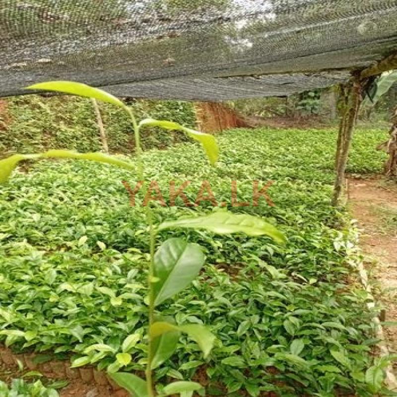 නිරෝගී තේ පැල