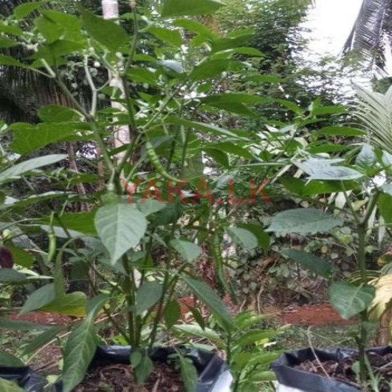 මිරිස් ගස්