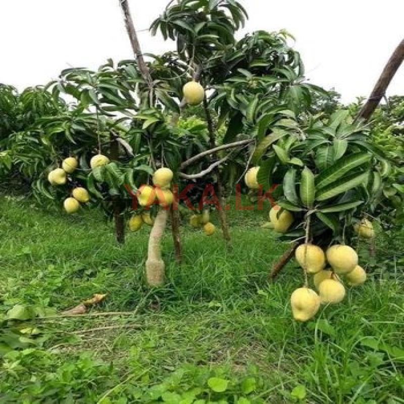 TJC අඹ පැළ