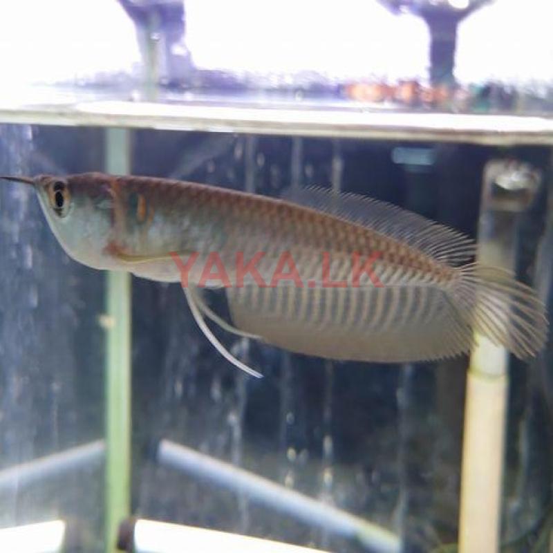 Silver Arowana