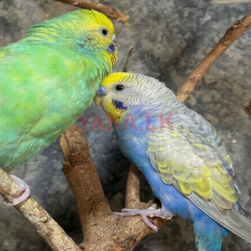 Love Birds Budgies