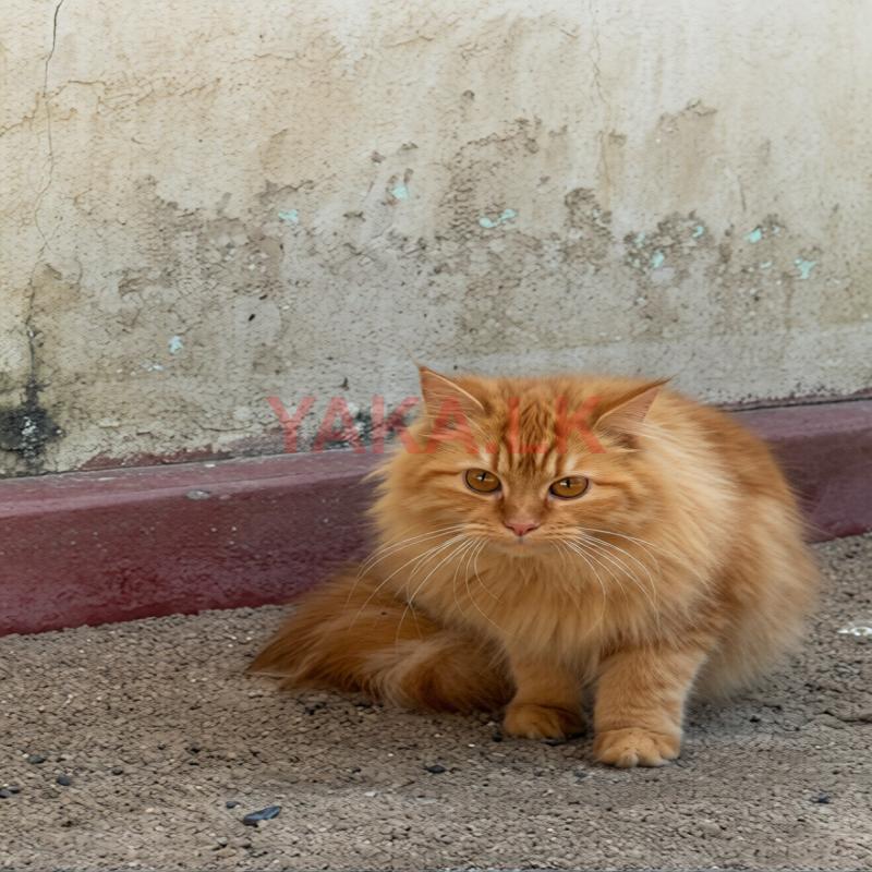 Persian Cat