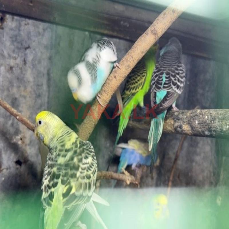 Love Bird Budgies