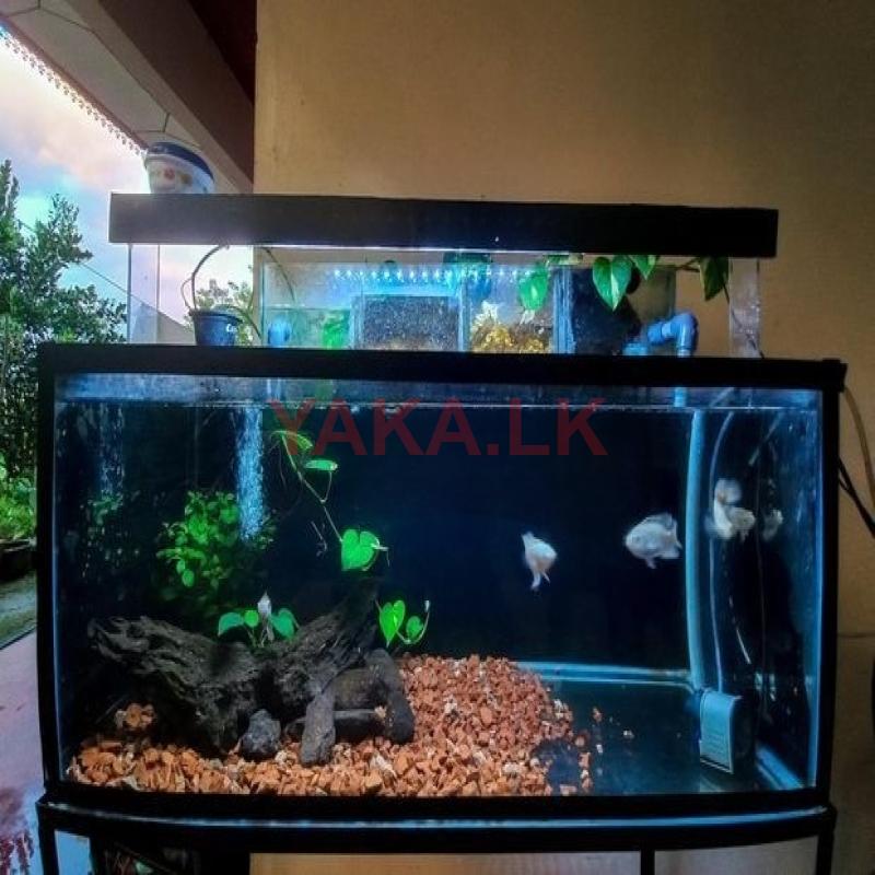 Fish Tank with Filter System