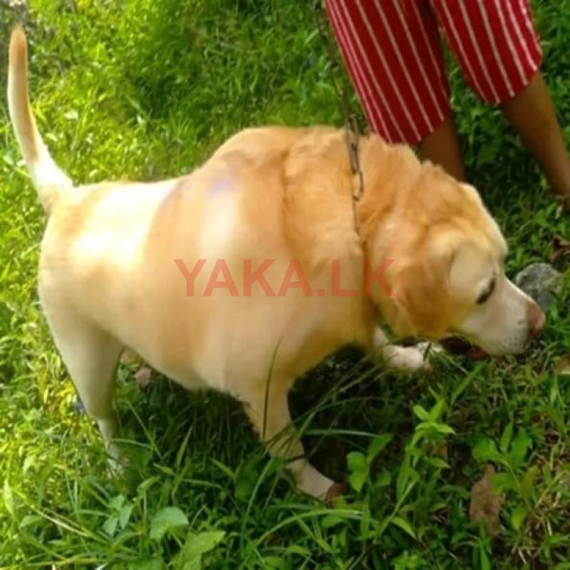 Labrador Male for Crossing